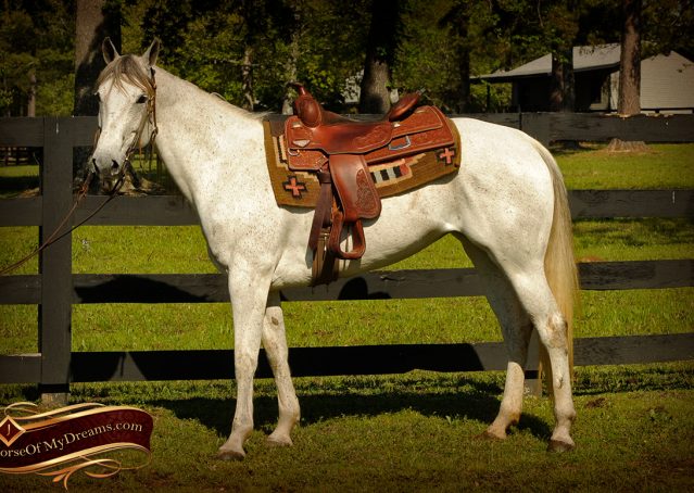 005-Kitty-Gray-AQHA-Mare-For-Sale