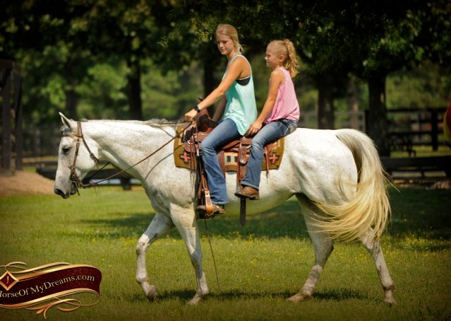 009-Kitty-Gray-AQHA-Mare-For-Sale