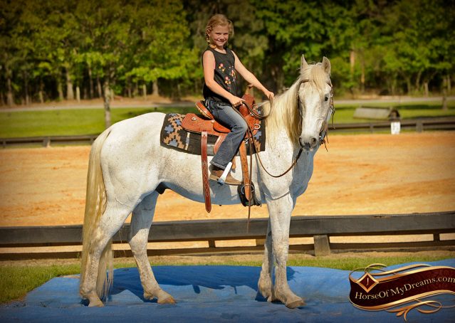 010-Silver-Gray-AQHA-Gelding-For-Sale