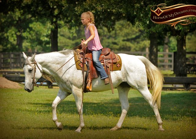 011-Kitty-Gray-AQHA-Mare-For-Sale