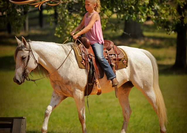 012-Kitty-Gray-AQHA-Mare-For-Sale
