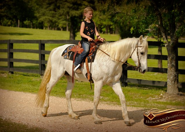 012-Silver-Gray-AQHA-Gelding-For-Sale
