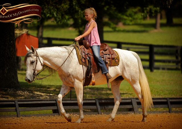 013-Kitty-Gray-AQHA-Mare-For-Sale