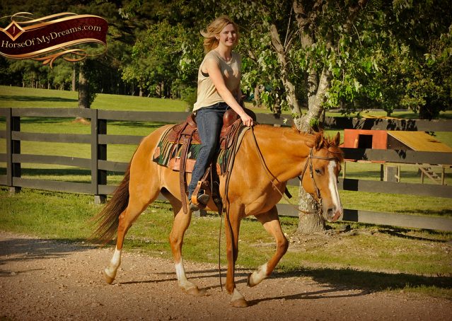 014-DeeDee-Red-Dun-APHA-Mare-For-Sale