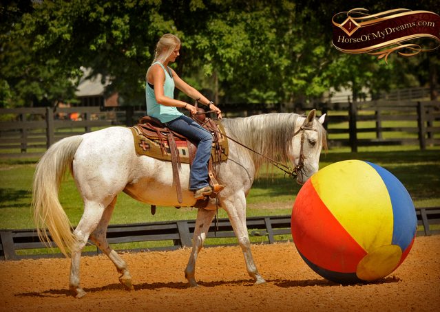 017-Kitty-Gray-AQHA-Mare-For-Sale
