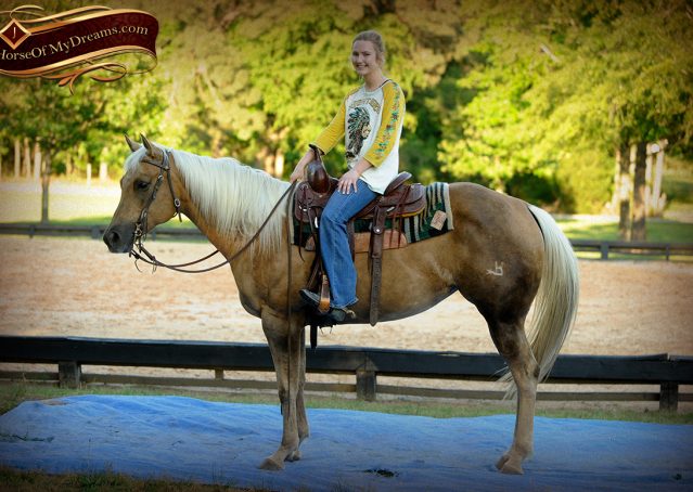 018-Angel-Palomino-Quarter-Horse-Mare-For-Sale