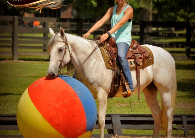 018-Kitty-Gray-AQHA-Mare-For-Sale