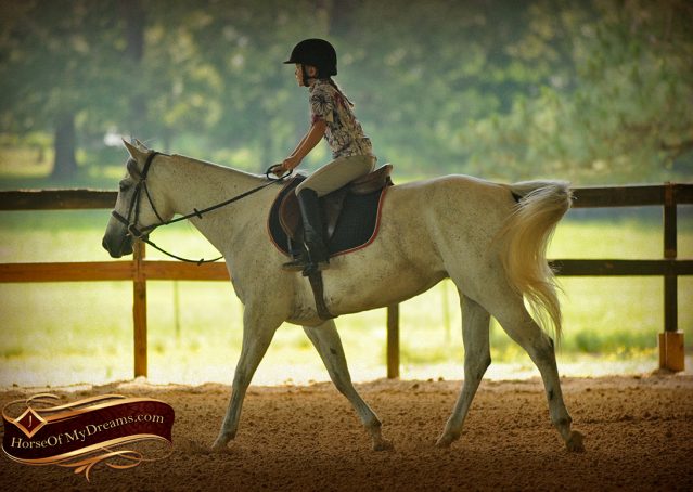 031-Kitty-Gray-AQHA-Mare-For-Sale