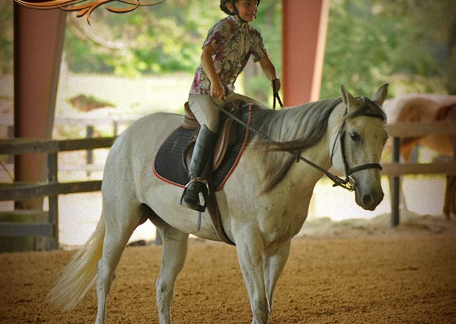032-Kitty-Gray-AQHA-Mare-For-Sale