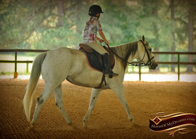 033-Kitty-Gray-AQHA-Mare-For-Sale