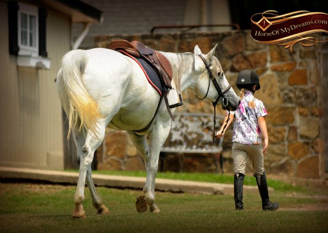 034-Kitty-Gray-AQHA-Mare-For-Sale