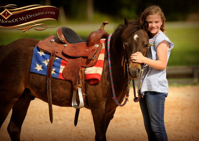 022-Punchy-Bay-Pony-Gelding-For-Sale-Kids-Bombproof