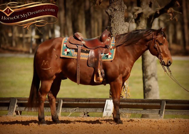 003-Wagner-Bay-AQHA-Gelding-For-Sale