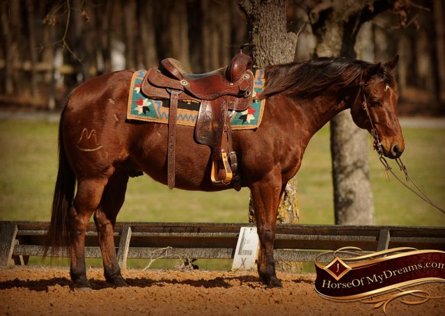 004-Wagner-Bay-AQHA-Gelding-For-Sale