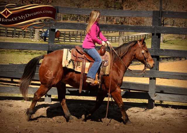 007-Wagner-Bay-AQHA-Gelding-For-Sale