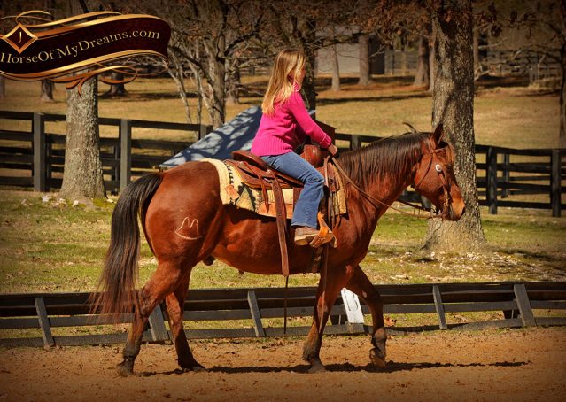 008-Wagner-Bay-AQHA-Gelding-For-Sale