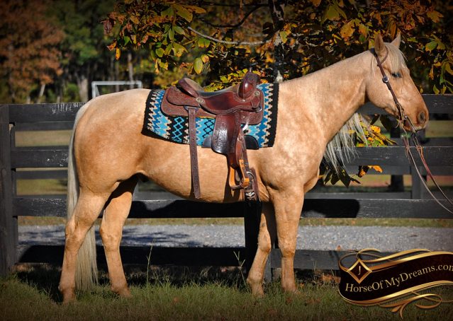 004-Frenchy-Palomino-AQHA-Gelding-For-Sale