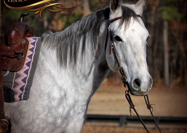 002-Sam-Fancy-Beautiful-Dappled-Gray-Grey-AQHA-Quarter-Horse-Gelding-For-Sale-Trail-Beginner-Family