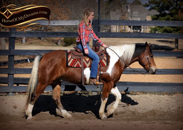 009-Henry-Reno-Paint-Draft-Cross-Gelding-Horse-Beginner-Trail-For-Sale