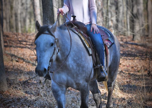 032-Sterling-Grey-AQHA-Quarter-Horse-trail-family-bombproof-for-sale