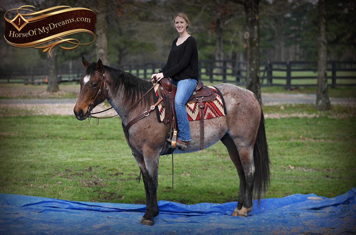 bay american quarter horse