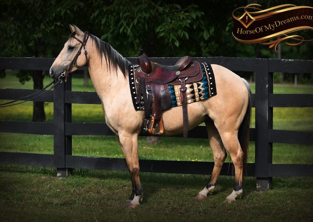 004-Prince-AQHA-Buttermilk-Buckskin-Quarter-Horse-Gelding-For-Sale