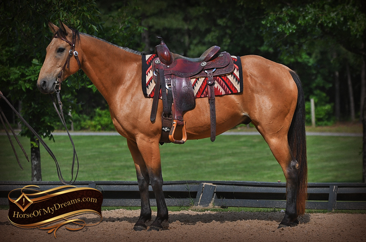 Western Horses for Sale Horse of My Dreams