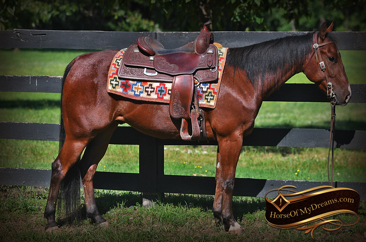 gelding beck