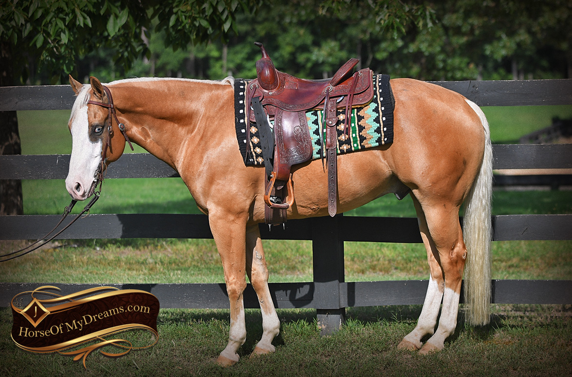 Duke Appaloosa Horse