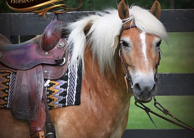 002-Libby-Halflinger-Pony-Mare-For-Sale