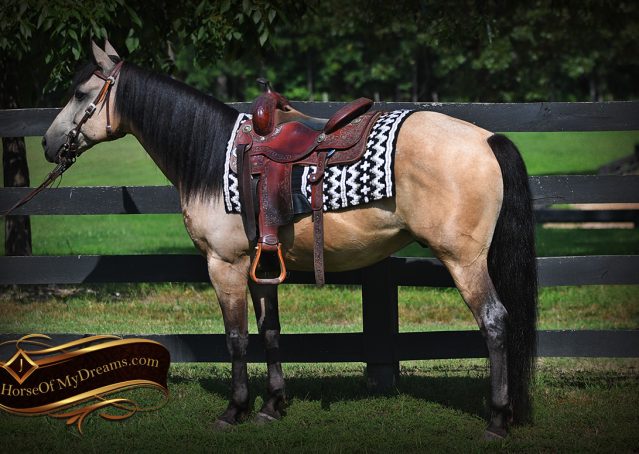 002-Ranger-Buckskin-Quarter-Horse-Gelding-For-Sale