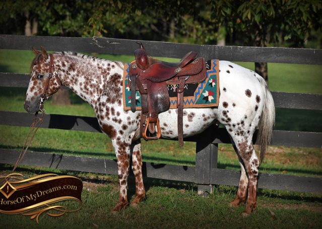 001-Sully-Leopard-appaloosa-POA-kids-pony-fancy-for-sale