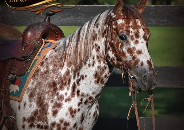 002-Sully-Leopard-appaloosa-POA-kids-pony-fancy-for-sale