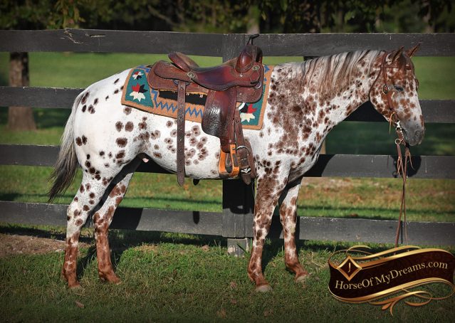 003-Sully-Leopard-appaloosa-POA-kids-pony-fancy-for-sale