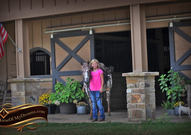 004-Sully-Leopard-appaloosa-POA-kids-pony-fancy-for-sale
