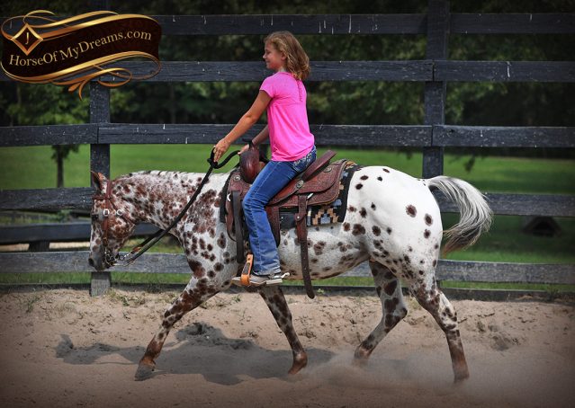 005-Sully-Leopard-appaloosa-POA-kids-pony-fancy-for-sale