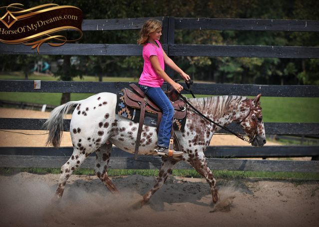 006-Sully-Leopard-appaloosa-POA-kids-pony-fancy-for-sale