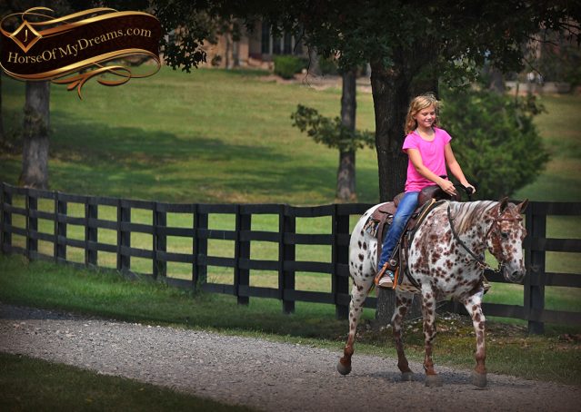 008-Sully-Leopard-appaloosa-POA-kids-pony-fancy-for-sale