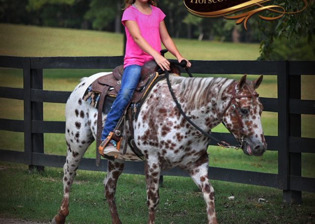 009-Sully-Leopard-appaloosa-POA-kids-pony-fancy-for-sale