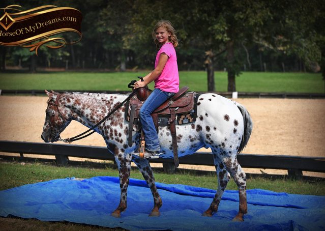 010-Sully-Leopard-appaloosa-POA-kids-pony-fancy-for-sale