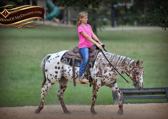 011-Sully-Leopard-appaloosa-POA-kids-pony-fancy-for-sale