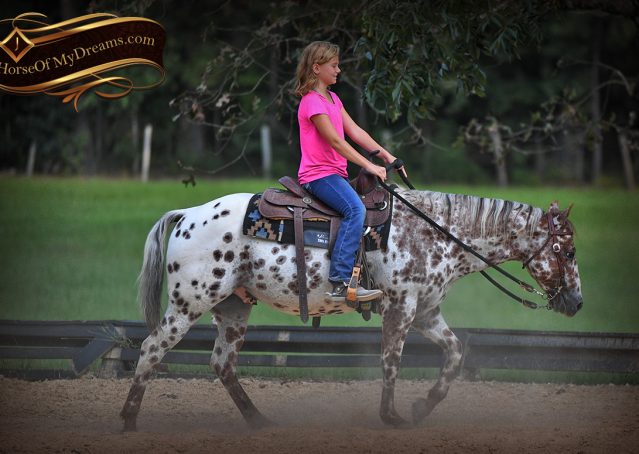 012-Sully-Leopard-appaloosa-POA-kids-pony-fancy-for-sale