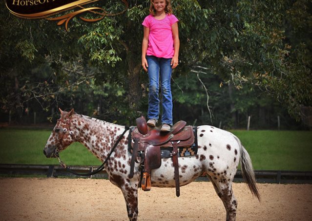013-Sully-Leopard-appaloosa-POA-kids-pony-fancy-for-sale