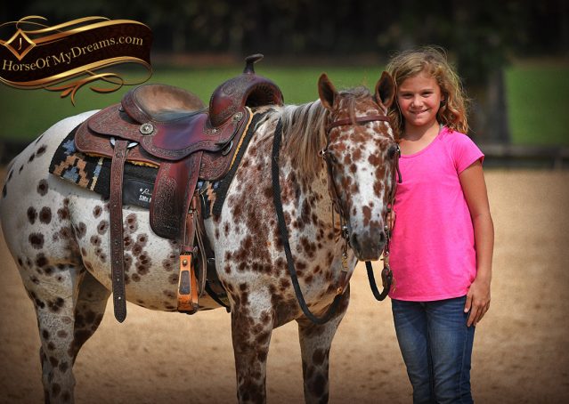 016-Sully-Leopard-appaloosa-POA-kids-pony-fancy-for-sale