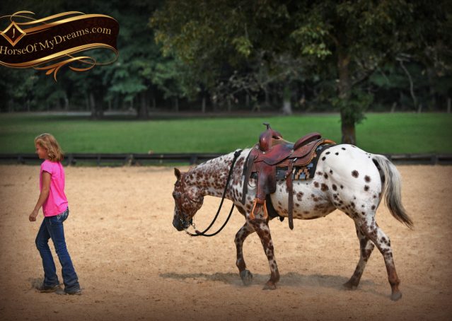 017-Sully-Leopard-appaloosa-POA-kids-pony-fancy-for-sale