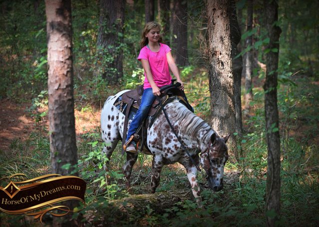 024-Sully-Leopard-appaloosa-POA-kids-pony-fancy-for-sale