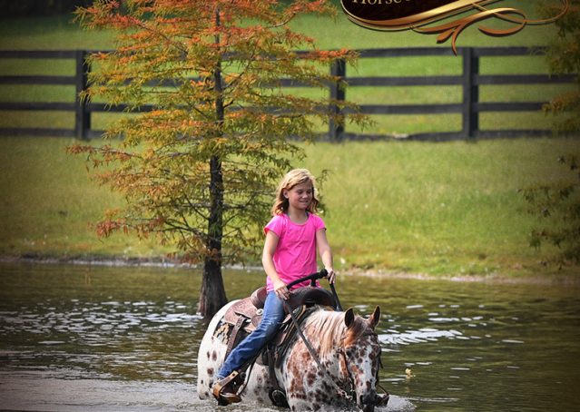 025-Sully-Leopard-appaloosa-POA-kids-pony-fancy-for-sale