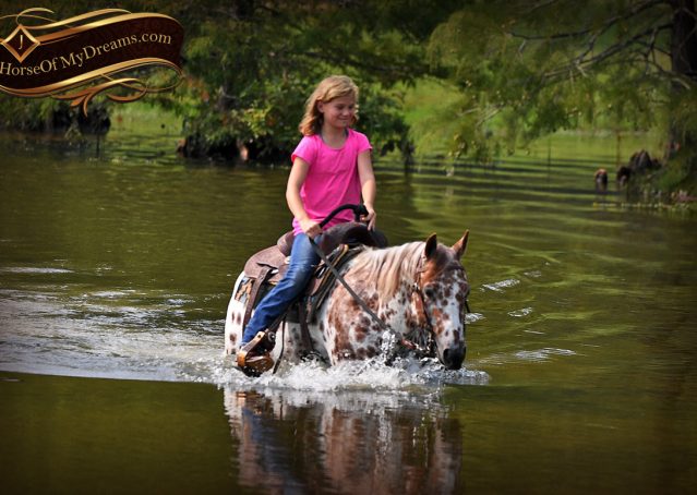 026-Sully-Leopard-appaloosa-POA-kids-pony-fancy-for-sale