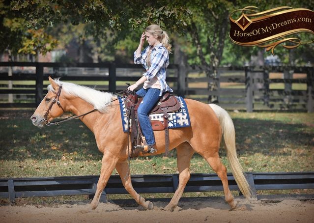 019-Val-AQHA-Golden-Palomino-For-Sale