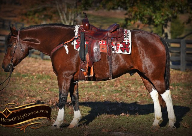 001-Carson=Bay-tobiano-gelding-for-sale